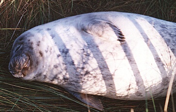 Seal at Donna Nook 2001